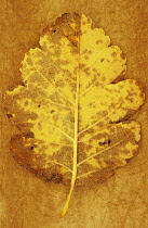 Whitebeam, Sorbus x intermedia. Studio shot of yellow and brown autumn leaf of Swedish whitebeam lying on rough, yellow background. Back view.