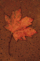 Maple, Acer rubrum. Studio shot of scarlet autumn leaf of Red maple turning brown and lying on rusty metal sheet.