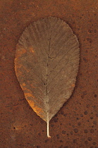 Whitebeam, Sorbus aria. Studio shot of brown autumn leaf of  lying on rusty metal sheet.