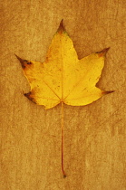 Sycamore, Acer pseudoplatanus. Studio shot of yellow and brown tipped autumn leaf of Sycamore lying on rough, yellow background.