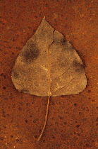 Black poplar, Populus nigra. Studio shot of brown and splitting autumn leaf lying on rusty metal sheet.