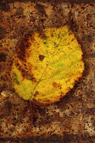 Blackberry,  Rubus fruticosus. Studio shot of yellow autumn leaf of Wild Blackberry or Bramble mottled brown and dark orange at edges and placed on mottled, rusty metal.
