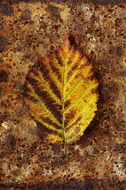 Blackberry, Rubus fruticosus. Studio shot of yellow autumn leaf of Wild Blackberry or Bramble streaked brown and dark orange and placed on piece of rusty metal.