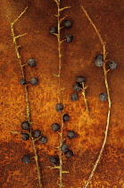 Blackthorn, Prunus spinosa. Studio shot of three twigs of Blackthorn with sloe berries lying on rusty metal sheet.