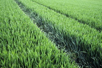 Wheat, Triticum aestivum, Tramlines running through spring field of green Winter wheat or Bread wheat.