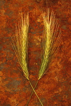 Wall barley, Hordeum murinum. Studio shot of two maturing heads of Wall barley extending from green to yellow awns in colour and lying on rusty sheet with crossing stems.