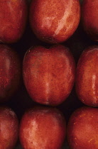 Plum, Prunus domestica 'Opal'. Studio shot from above of nine red plums lying in three neat rows of three filling camera frame.