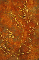 Oats, Avena fatua. Studio shot of ripened stem lying on rusty metal sheet.