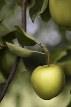 Apple, Malus domestica, apples growing on tree.