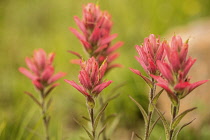 Indian paintbrush, Castilleja linariifolia with colourful pink and green foliage.