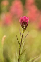 Indian paintbrush, Castilleja linariifolia, single flower comprising of pink bracts and sepals.