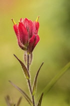 Indian paintbrush, Castilleja linariifolia, single flower comprising of pink bracts and sepals.