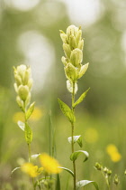 Indian paintbrush, Castilleja linariifolia, flowers comprising of cream bracts and sepals translucent in sunshine.