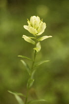 Indian paintbrush, Castilleja linariifolia, flowers comprising of cream bracts and sepals.