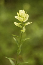 Indian paintbrush, Castilleja linariifolia, flowers comprising of cream bracts and sepals.