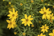 Tickseed, Coreopsis verticillata with star shaped yellow flowers and finely divided green foliage.