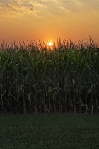 Sweetcorn, Zea mays, field of growing sweetcorn with rising from behind.