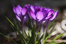Crocus, group of purple crocus with sunlight shining through petals of up-turned, open flowers.