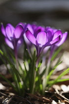 Crocus, group of purple crocus with sunlight shining through petals of up-turned, open flowers.