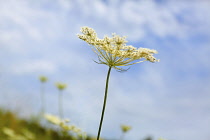 Wild carrot, Daucus carota,  umbellifer flower head against pale blue sky.