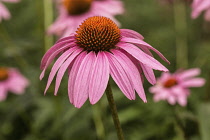 Purple coneflower, Echinacea purpurea, flower in foreground of others with pink re-curved petals around central brown cone.
