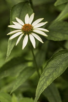 Purple coneflower, Echinacea purpurea 'White Swan', single flower with cream petals around green brown centre.