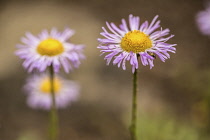 Fleabane, Aspen fleabane, Erigeron speciosus, Daisy like flowers with narrow, pink petals surrounding yellow centres.
