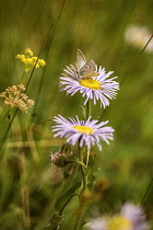Fleabane, Aspen fleabane, Erigeron speciosus, Butterfly on daisy like flowers with narrow, pale pink petals surrounding yellow centres.