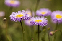 Fleabane, Aspen fleabane, Erigeron speciosus, Daisy like flowers with narrow, pale pink petals surrounding yellow centres.