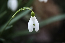 Snowdrop, Galanthus nivalis, single flower.