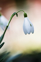 Snowdrop, Galanthus nivalis, single flower.