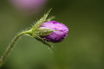 Cranesbill, Geranium endressi, close view of single, closed flower with water droplets clinging to fine hairs on stem and calyx.