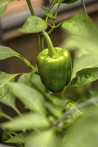 Sweet pepper, Capsicum annuum var. grossum, growing pepper on plant in greenhouse or cold frame.