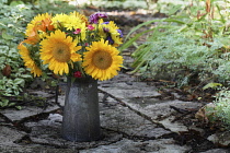 Sunflower, Helianthus annuus, bouquet of flowers in an antique metal can in the garden.