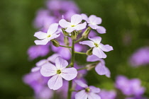 Sweet rocket, Hesperis matronalis, close view of spike of four petalled white flowers.