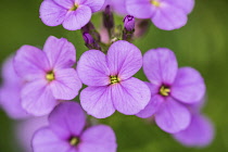 Sweet rocket, Hesperis matronalis, close view of flower spike of four petalled pale purple flowers.