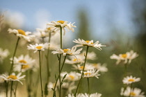 Ox-eye daisy, Leucanthemum vulgare, group of daisies with white petals surrounding yellow centres.