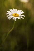 Ox-eye daisy, Leucanthemum vulgare, single flower with white petals surrounding yellow centre.