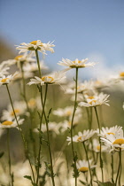 Ox-eye daisy, Leucanthemum vulgare, group of Ox-eye daisies growing together with white petals surrounding yellow centres.