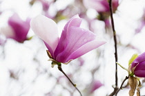 Magnolia, cropped view of individual blossom on bare stems with petals dark pink at base fading to pale pink and white.