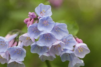 Virginia Bluebell, Mertensia virginica, close view of flowerhead with cluster of funnel shaped, pale blue flowers.