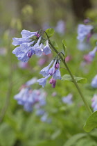Virginia Bluebell, Mertensia virginica, flower stem with clusters of funnel shaped, pale blue flowers. More growing behind.