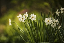 Pheasant's Eye daffodil, Narcissus poeticus, group, growing together.