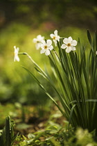 Pheasant's Eye daffodil, Narcissus poeticus, group, growing together.