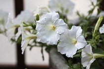 Petunia, large, white, trumpet shaped flowers scattered with raindrops.