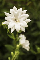 Balloon flower, Platycodon grandiflorus 'Hakone White', flower stem with large, white, double petalled flowers.