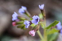 Lungwort, Pulmonaria officinalis, cluster of small, funnel shaped  pale blue and pink flowers.