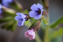 Lungwort, Pulmonaria officinalis, close view of cluster of small, funnel shaped  pale blue and pink flowers.