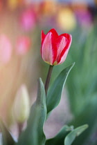 Tulip, Tulipa, single flower with red petals streaked with white.