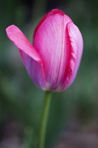 Tulip, Tulipa, close view of single, pink tulip flower with one petal unfurling out to side.